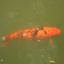 Carp