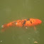 Carp