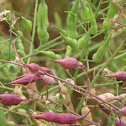 Wild Radish (Painted Charlock)