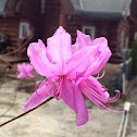 Tsutsuji - Evergreen Azalea