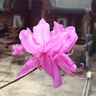 Tsutsuji - Evergreen Azalea