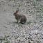 Common Rabbit/Hare
