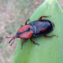 Palmetto Weevil