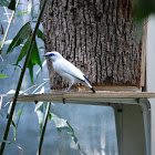 Bali Starling (Bali Mynah)