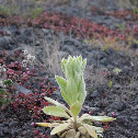Mullein