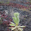 Mullein