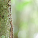 Monster Stick Insect - Mating