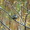 Yellow Rumped Warbler - Myrtle Sub Species