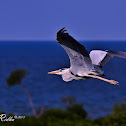 Grey Heron