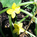 Cucumber flowers