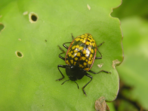 Spotting Image 1