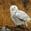 Snowy Owl