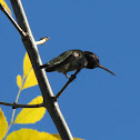 Anna's Hummingbird