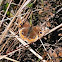 Junonia evarete or J. genoveva