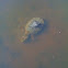 Eastern Snapping Turtle