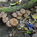 Fungi