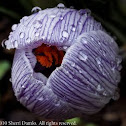 Crocus