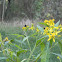 Bumble Bee