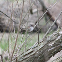 Chipping Sparrow
