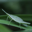 Grasshopper
