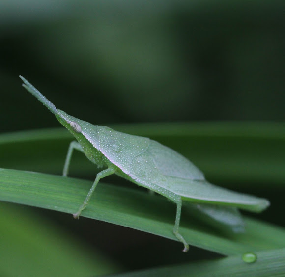 Spotting Image 1