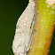 Leafhopper Nymph