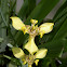 Walking Iris