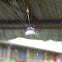 Spiny-backed Orbweaver