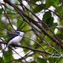 Black-winged Flycatcher-shrike