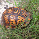 Eastern Box Turtle
