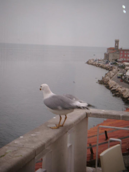 Spotting Image 1