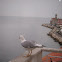 Common Gull
