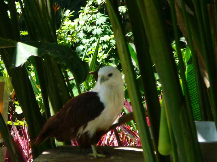 Brahminy Kite