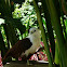 Brahminy Kite
