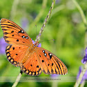 Gulf Fritillary Butterfly