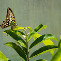 Tailed Jay
