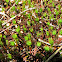 Sphagnum Moss