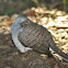 Bar-Shouldered Dove