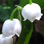 Lilly of the Valley