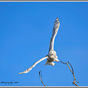 Snowy Owl