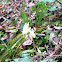 Dutchman's Breeches