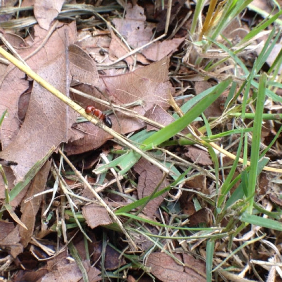 Spotting Image 1