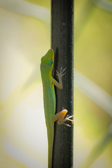 Spotting Image 1