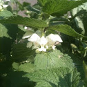 Stinging Nettle