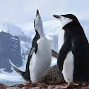 Chinstrap Penguin