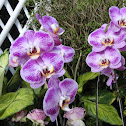 purple orchid