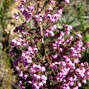 Erica canaliculata