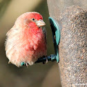 House finch