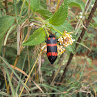 Orange Blister Beetle