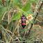 Orange Blister Beetle